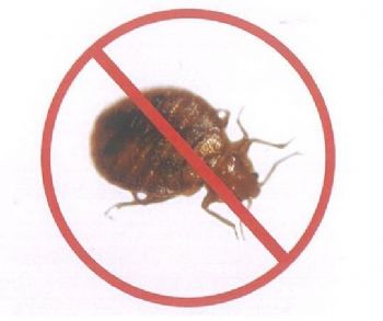 Bed Bugs Nz | Bed Bug Relief