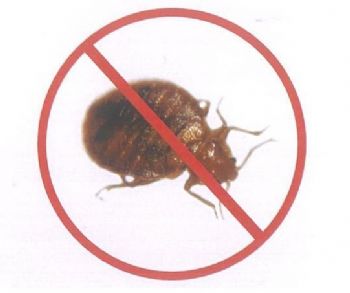 Bed Bugs Nz | Bed Bug Relief Bed Bugs Nz | Bed Bug Relief